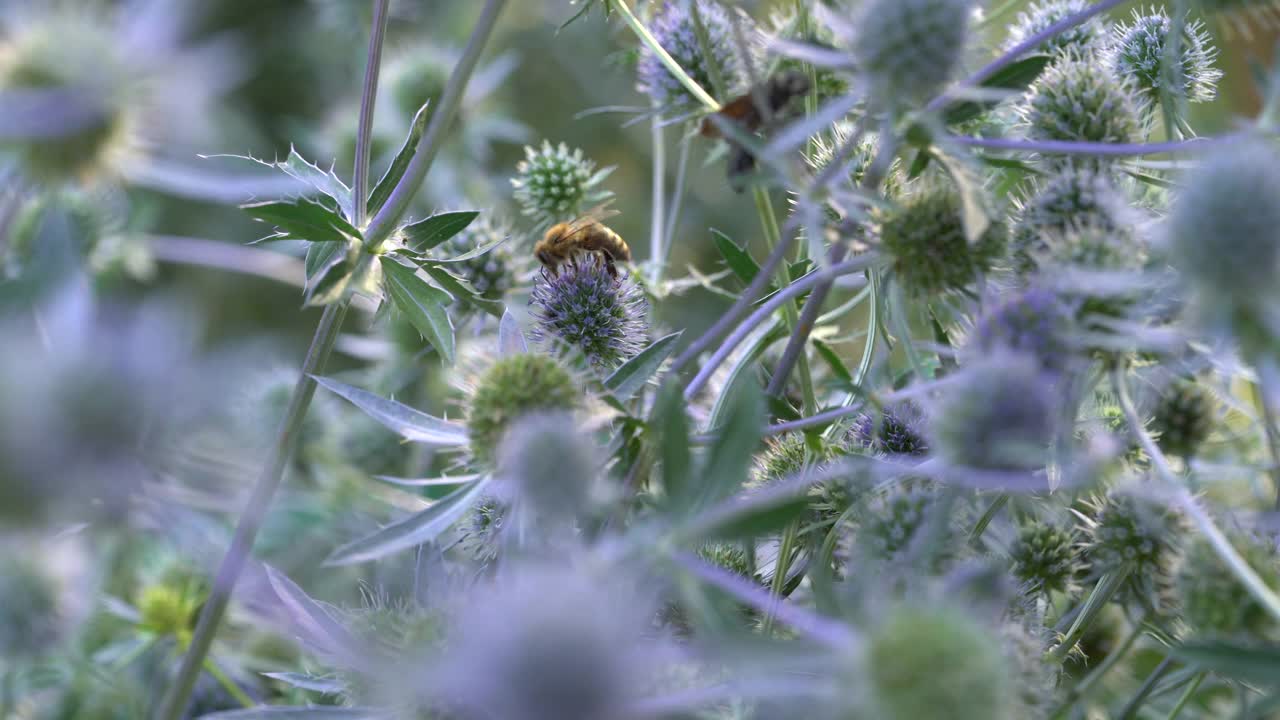 有几种昆虫以鸢尾花为食视频素材