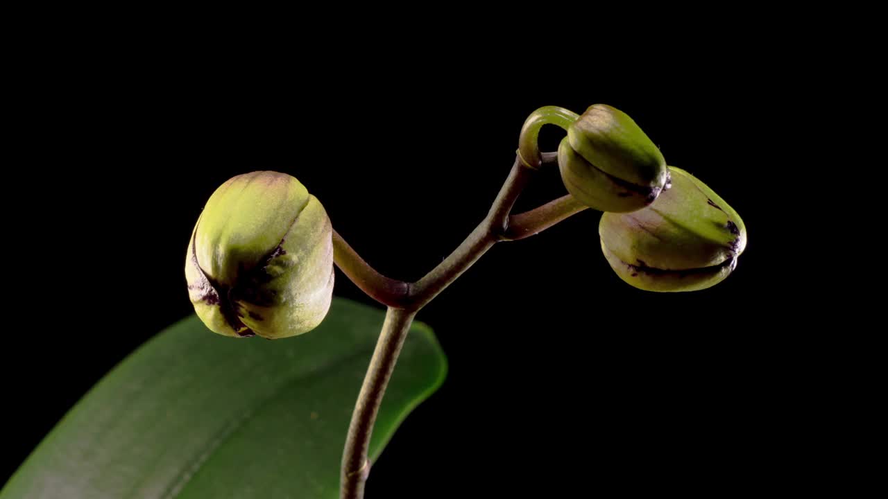 盛开的黄色-粉红色兰花蝴蝶兰花在黑色背景。时间流逝视频素材