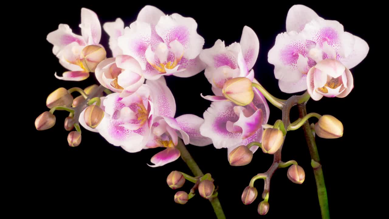 兰花花朵。盛开的粉红色兰花蝴蝶兰花在黑色背景。时间流逝视频下载