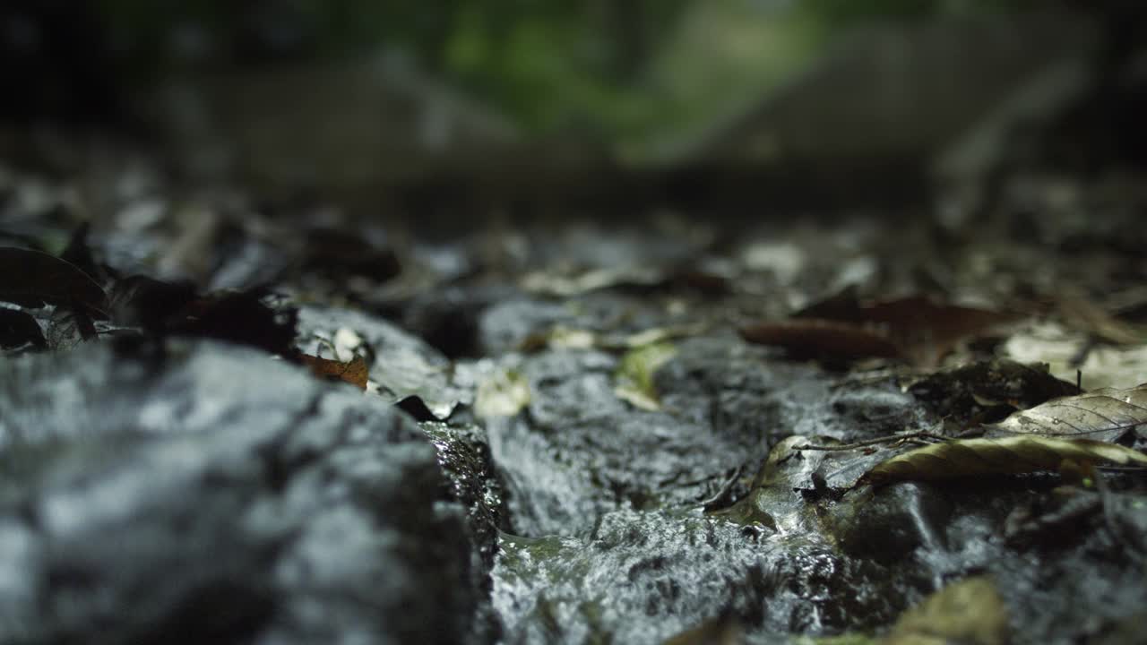 巴拿马，水从森林潮湿的地面上流出视频素材