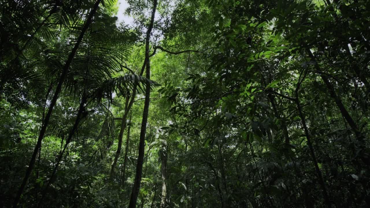 追踪巴拿马查格雷斯森林的树木视频素材