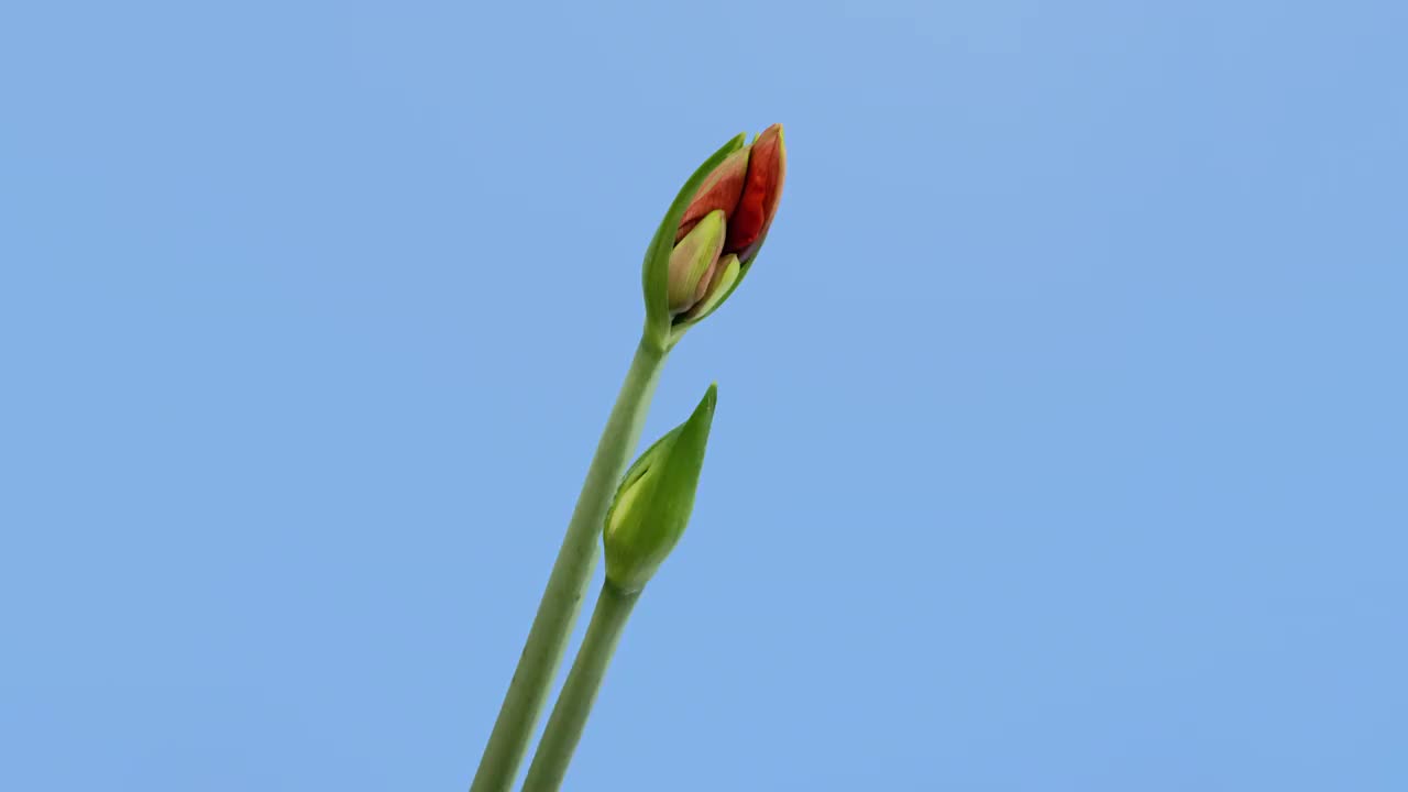 Macro time lapse盛开红色朱顶红的花，孤立在蓝色的背景视频素材