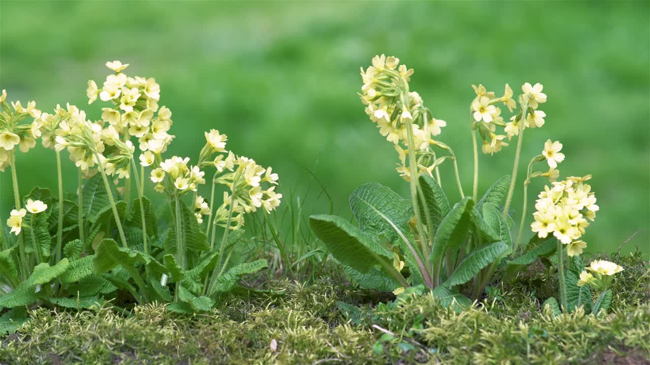 在阳光明媚的自然公园里，黄色的春花九轮樱在绿油油的草地上盛开视频素材