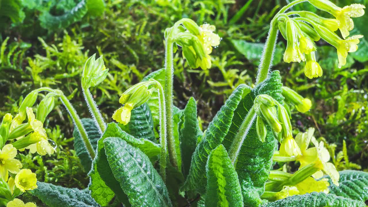 黄色的春花九轮樱草花在绿色的苔藓草地自然快速盛开视频素材