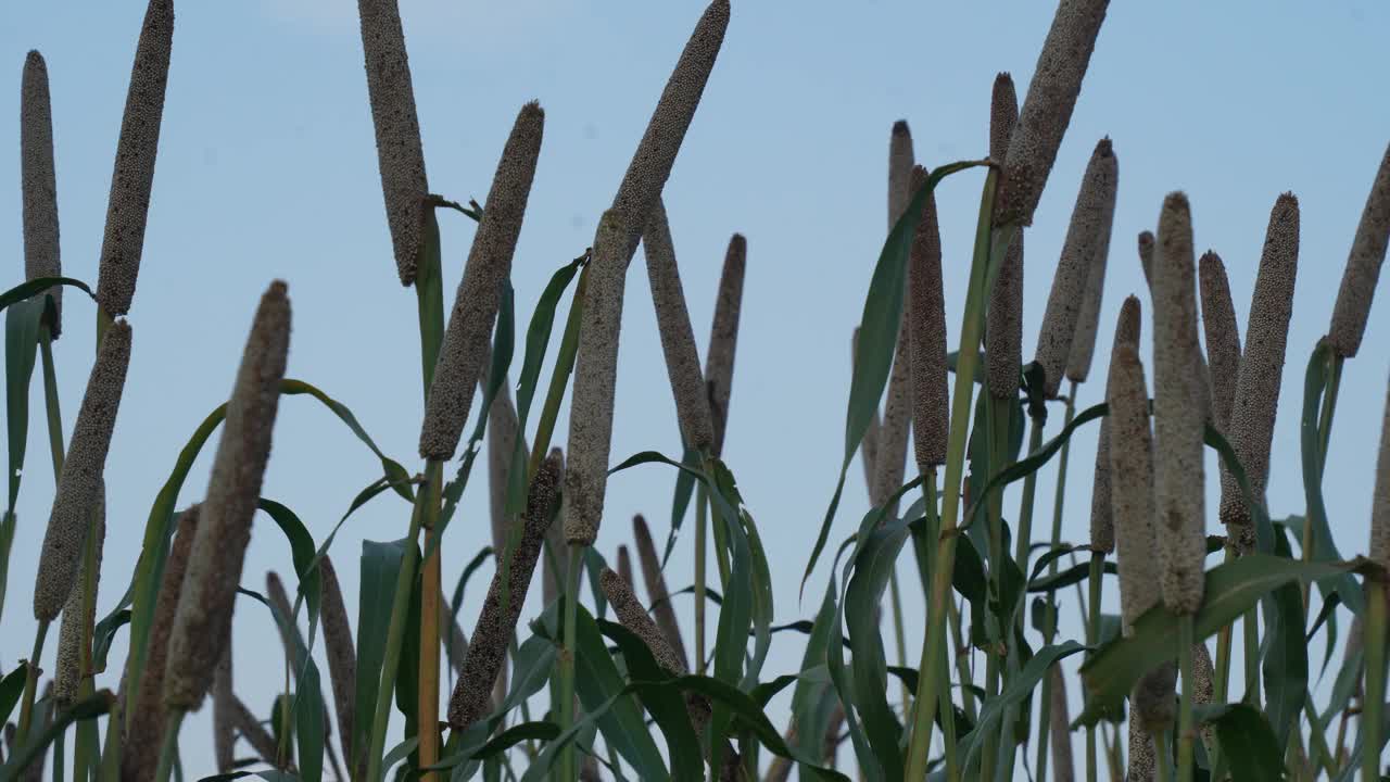 选择重点，谷子田，谷子植物和种子在农场，bajra(珍珠谷子)在田野，人检查谷子视频素材