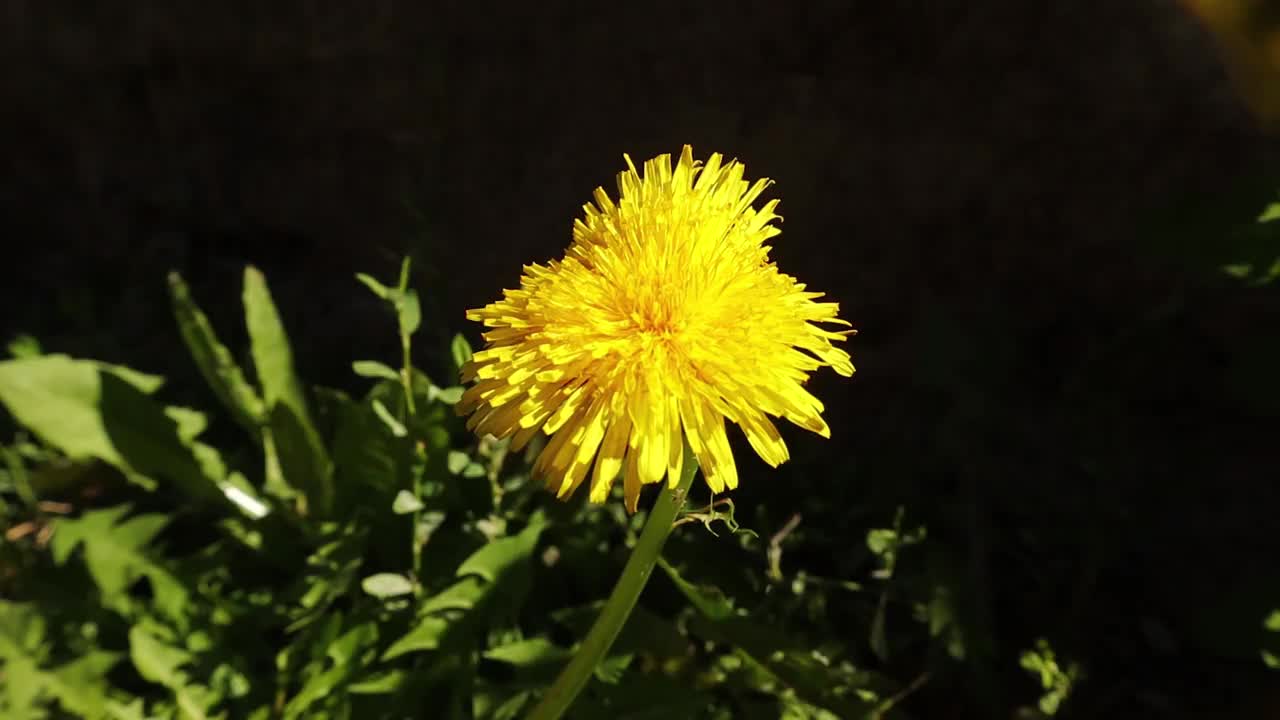 蚜蝇从蒲公英的花朵上吮吸花蜜。
普通雄蜂
没有蜜蜂。
食蚜蝇，授粉花，授粉。
令人惊讶的是飞行昆虫。
花飞,花虻。
昆虫,昆虫视频素材