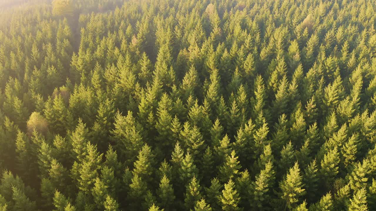 密林上空的航拍镜头视频素材