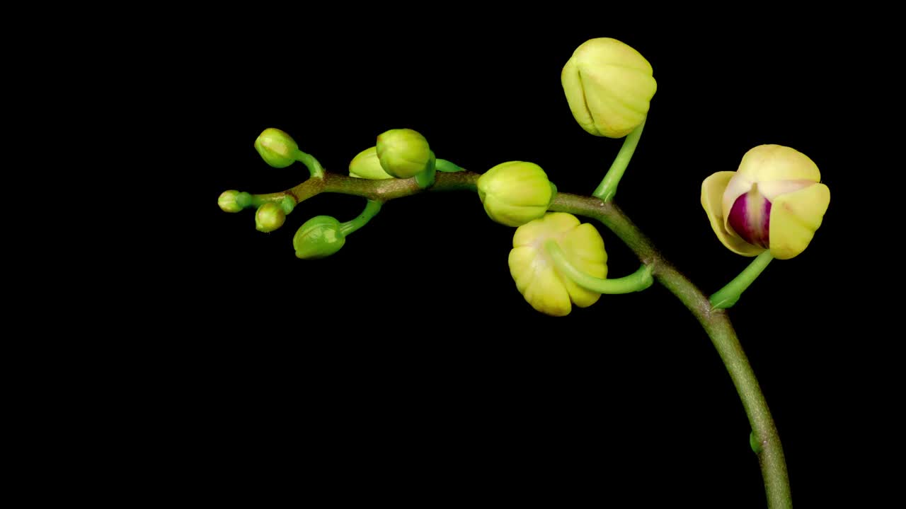 盛开的黄色-粉红色兰花蝴蝶兰花在黑色背景。时间流逝视频下载