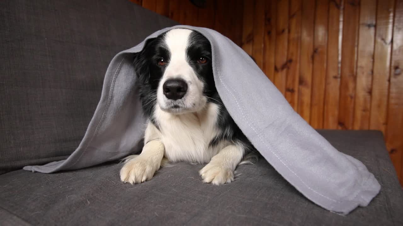 有趣的小狗边境牧羊犬躺在沙发上的格子呢在室内。小宠物狗在家里保持温暖，躲在毯子下在寒冷的秋天秋天冬天的天气。宠物动物生活Hygge心情概念视频素材