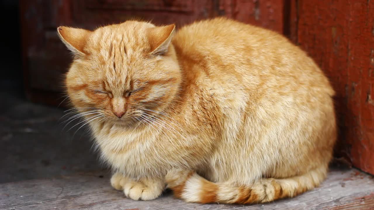 红猫特写视频素材