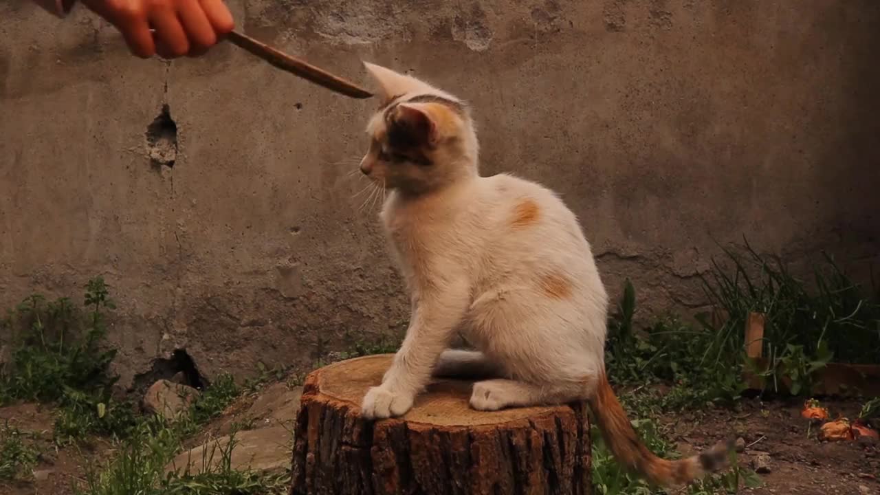 小猫和小孩玩。
小猫在花园里的一根圆木上玩耍。
孩子和动物之间的友谊关系。
孩子想成为一名兽医。
孩子和宠物。兽医医生的孩子视频素材