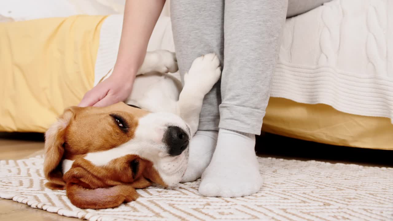 小猎犬的女主人躺在地上，抚摸着她的宠物。享受温馨的家的氛围。男人最好的朋友视频素材