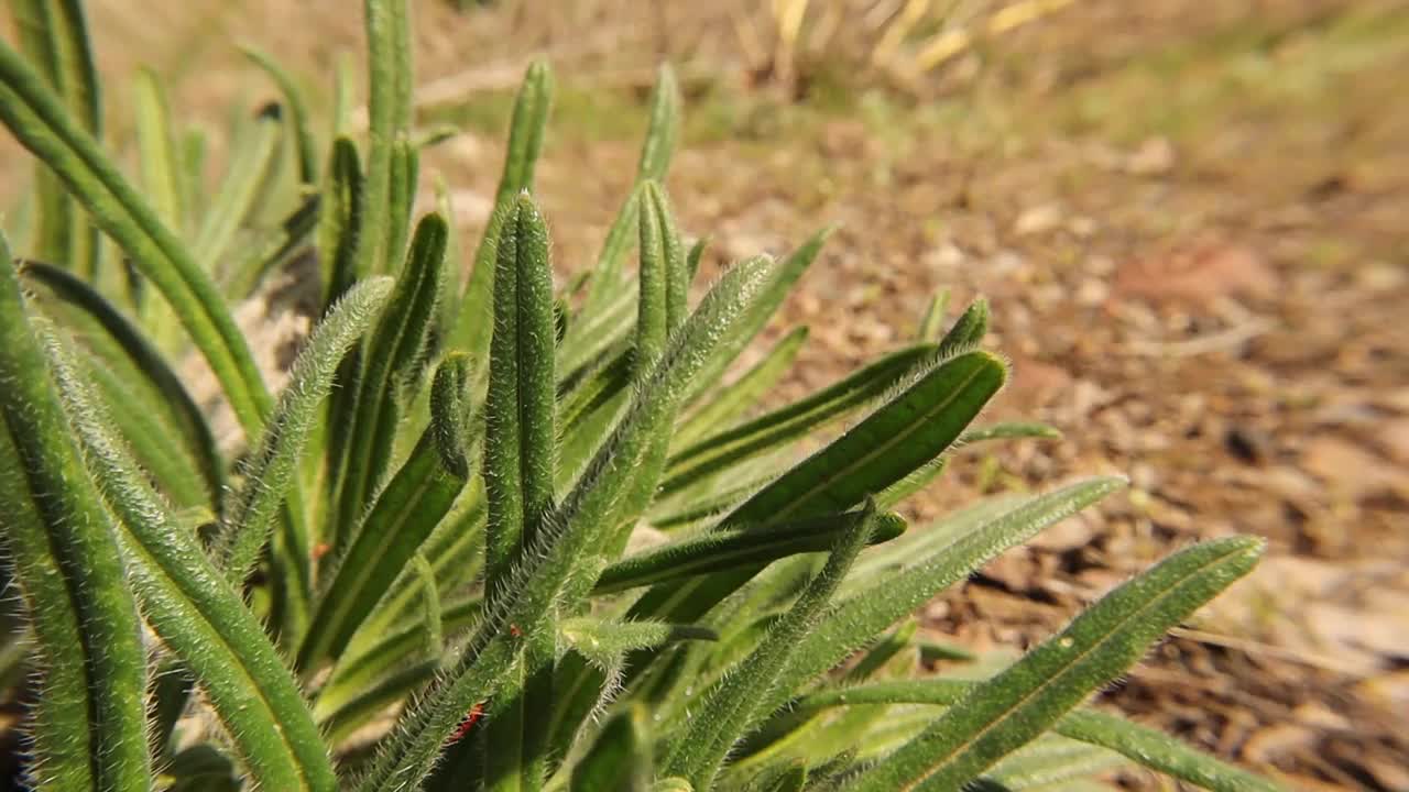 瓢虫上升到叶子的顶部，然后飞走。
鲜红的瓢虫爬过鲜艳的绿色叶子。
瓢虫|甲虫和昆虫，昆虫甲虫。
瓢虫,瓢虫:瓢虫科视频素材