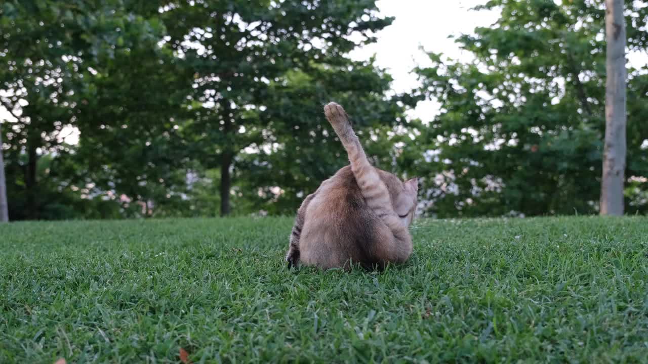 猫舔，流浪猫在草地上舔自己视频素材