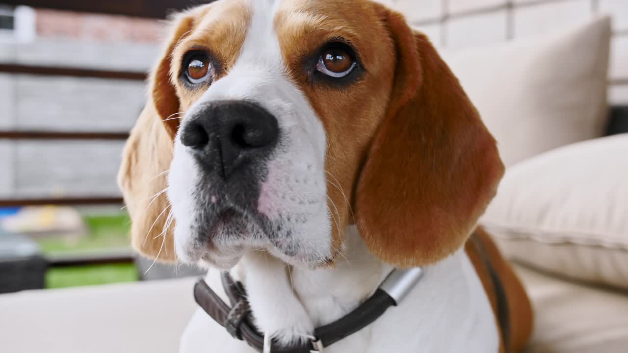 小猎犬躺在户外的沙发上。男人最好的朋友。小狗在休息视频素材