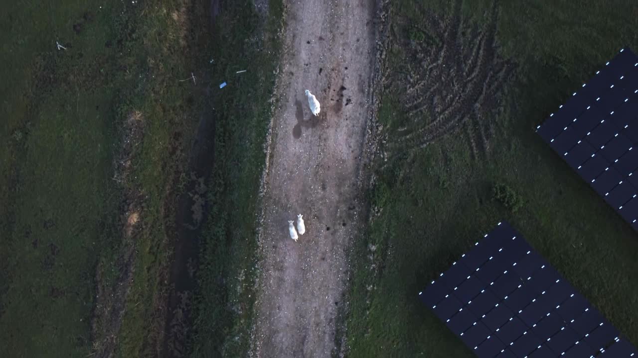 家畜住在太阳能电池板旁边视频素材