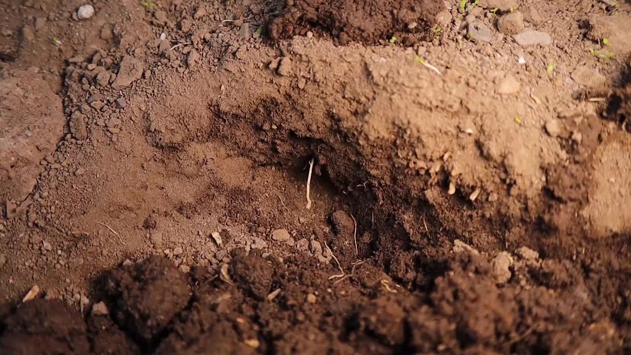 小蟋蟀正在挖土。
鼹鼠在花园里打蟋蟀。
一只蝼蛄的特写镜头。
特写镜头蝼蛄
动物，动物，昆虫，昆虫，昆虫，野生动物，野生自然，森林，森林，农业，农场，农民视频素材