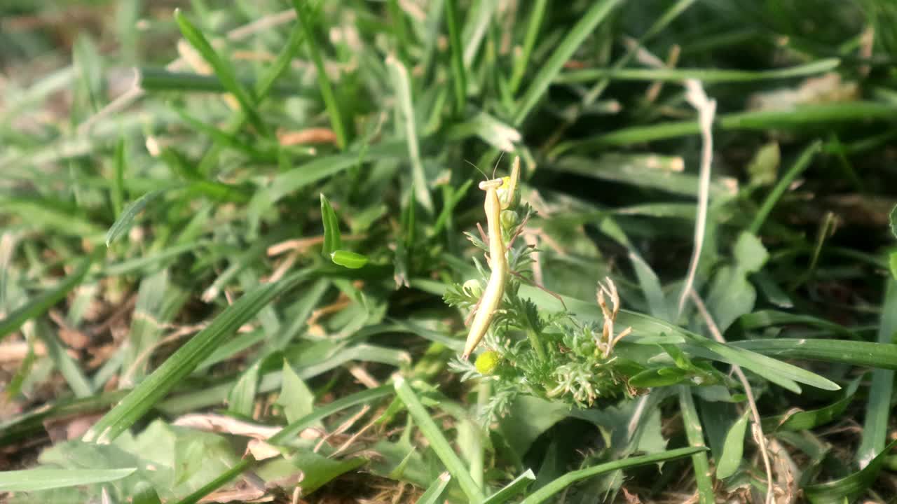 螳螂在手
接近大自然中的螳螂。
特写镜头螳螂
狩猎动物，昆虫，昆虫，虫子，虫子，动物，动物，野生动物，野生自然，森林，树林，花园，公园视频素材