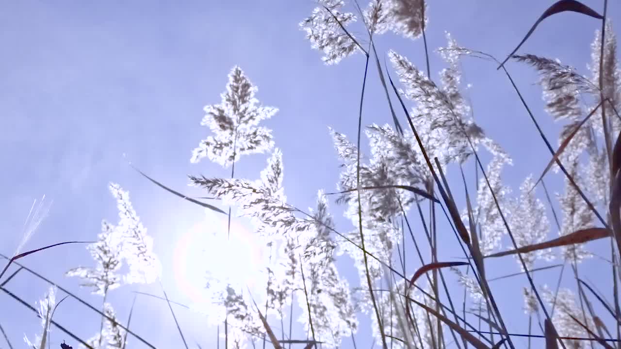 芦苇(Arundo donax)在阳光下随风摇摆。视频素材