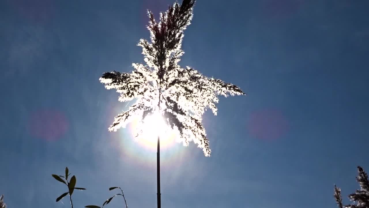 芦苇的羽毛在阳光下随风摇曳。视频素材