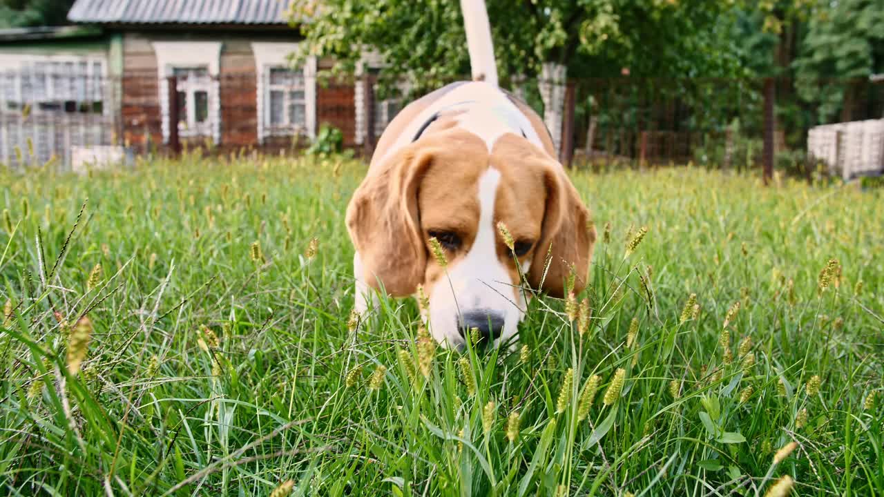 可爱的小猎犬在户外嗅草，吃草。狗用鼻子找东西，感觉气味视频素材