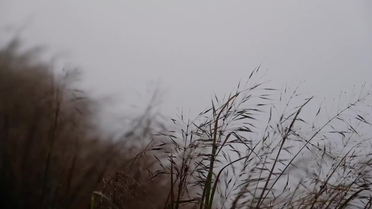 慢动作的草或草花在风中飞舞视频素材