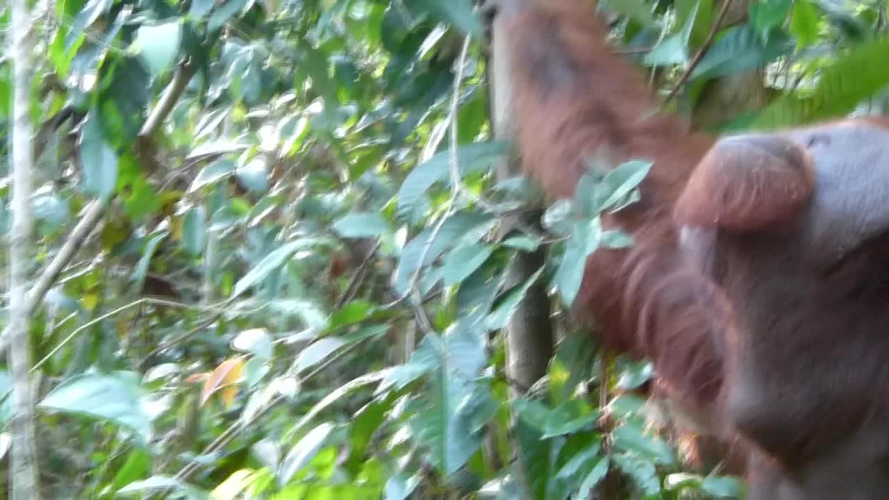 婆罗洲丛林中的雄性猩猩视频素材