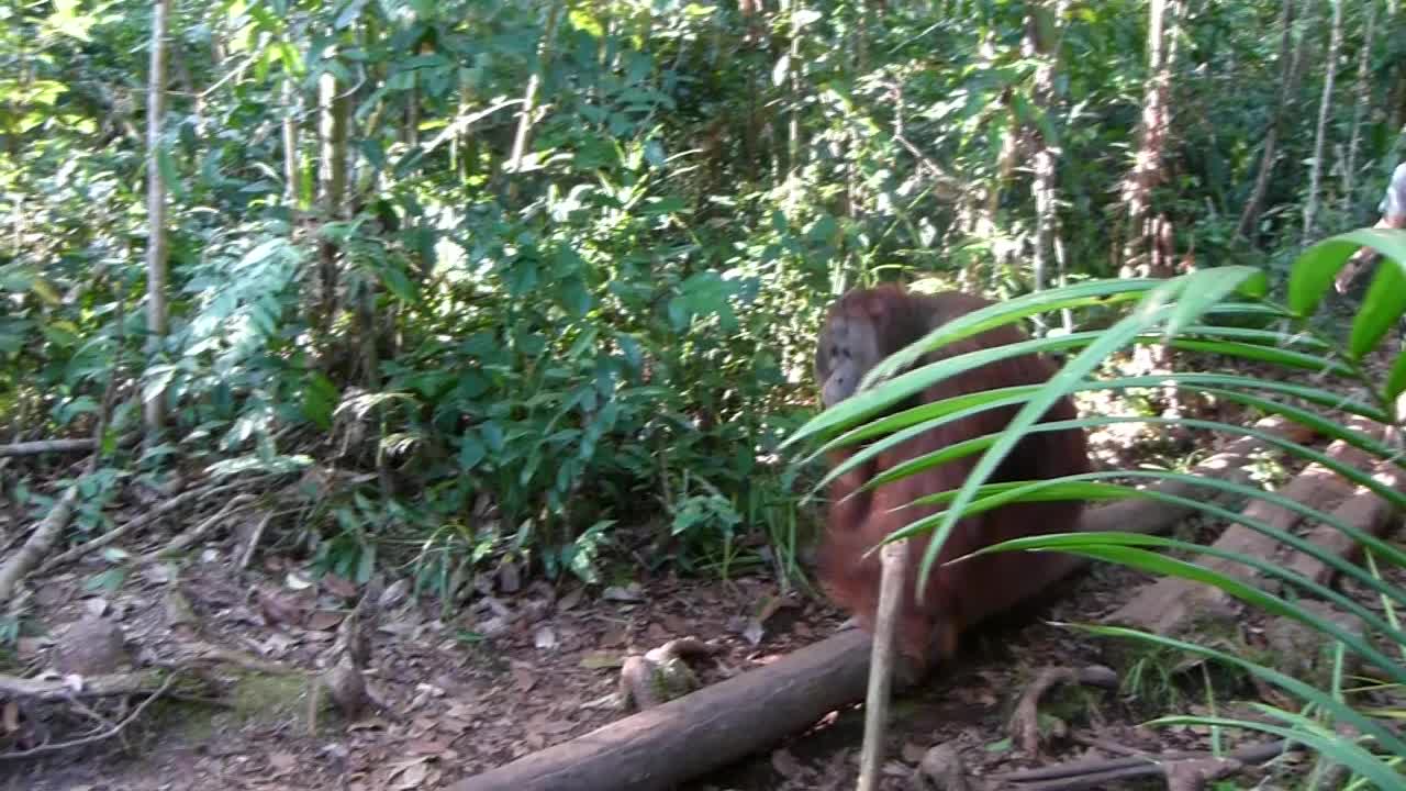 婆罗洲丛林中的雄性猩猩视频素材