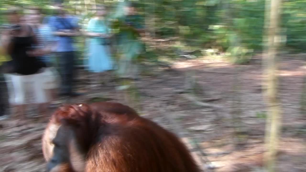 婆罗洲丛林中的雄性猩猩视频素材