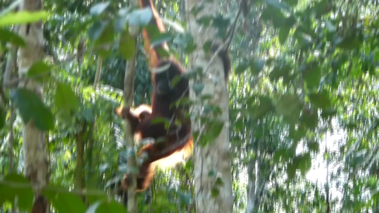 婆罗洲猩猩从树上下来视频素材