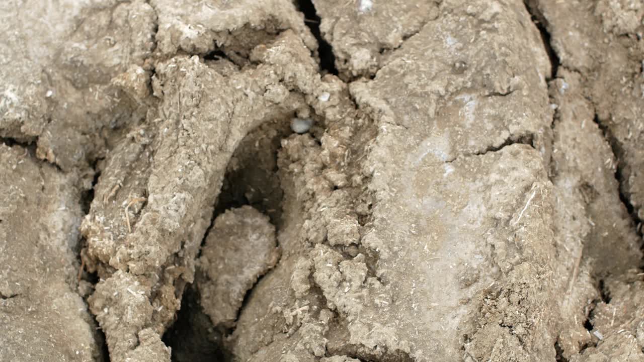 走在干燥脱水的地面上。没有雨水或水的土地，土壤干旱。视频素材