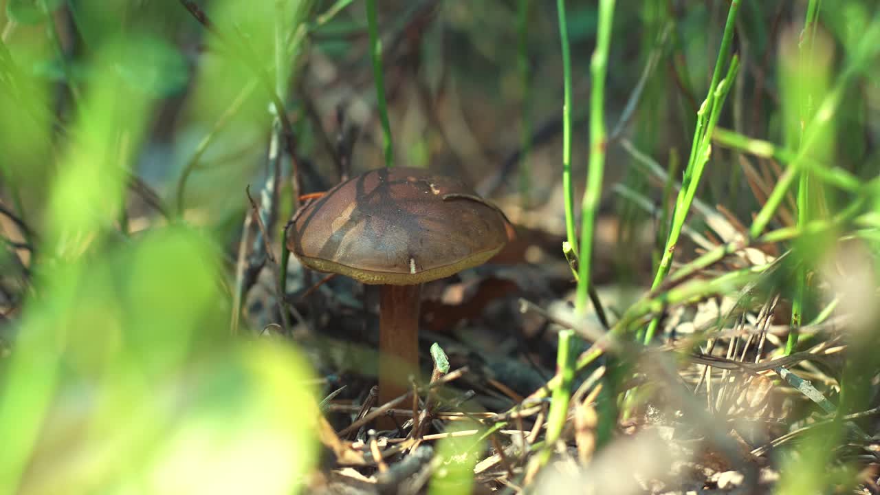 一个采蘑菇的人在森林里用刀切蘑菇。秋天采蘑菇。一个正在安静地狩猎的护林人。手的特写。下降。苔藓和菌丝体。波兰蘑菇lat。牛肝菌属菌类badius视频素材