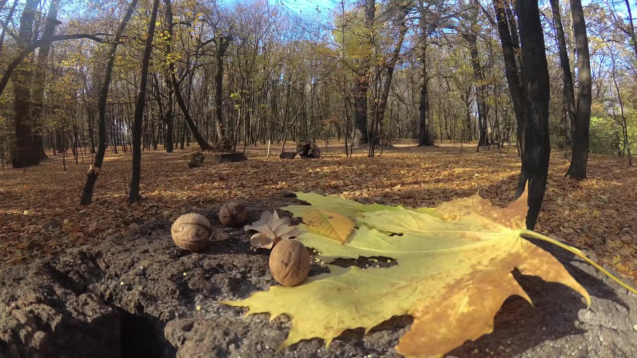 可爱的松鼠用黄色的秋叶在树桩上啄坚果视频素材