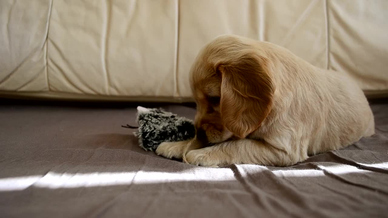 可爱的西班牙猎犬小狗和一只玩具老鼠在床上。可爱的红毛光滑的狗在房子里玩玩具视频素材