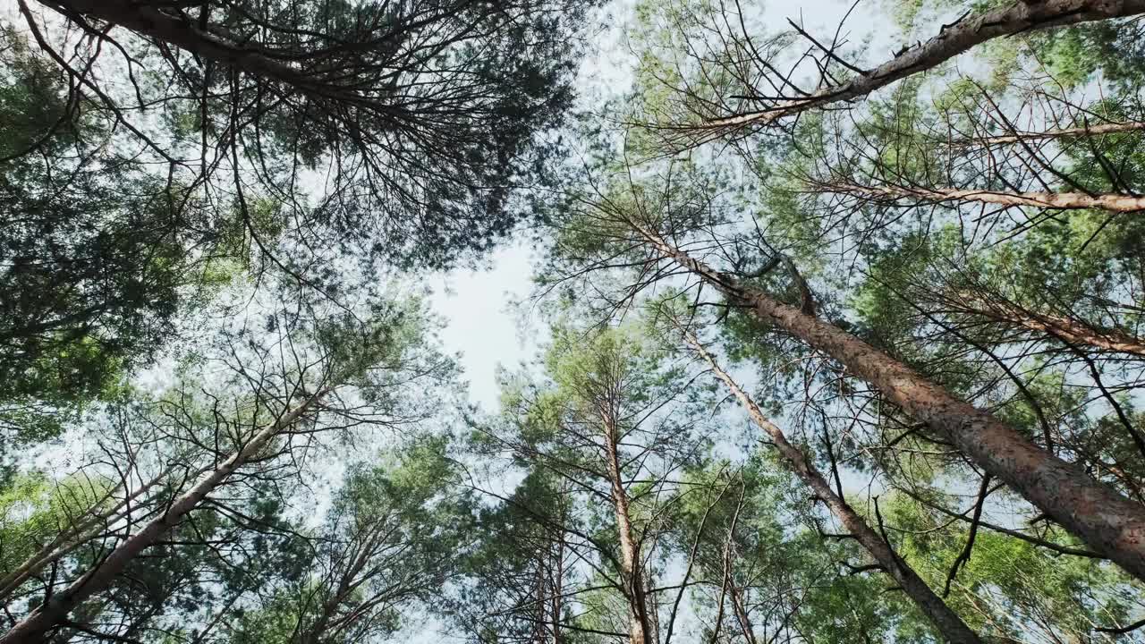 松树林从下面到天空，旋转相机拍摄。移动相机。视频素材