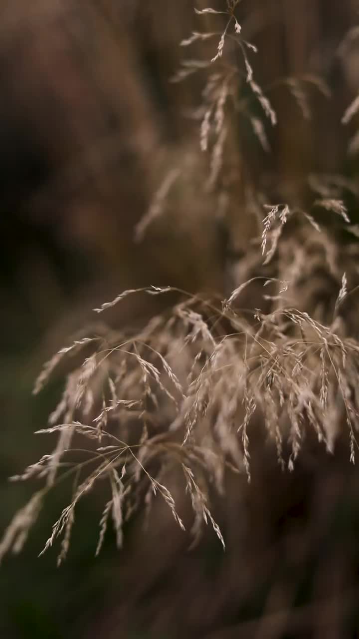 秋天公园里的枯黄季节性植物。波西米亚风格的干芦苇。视频素材