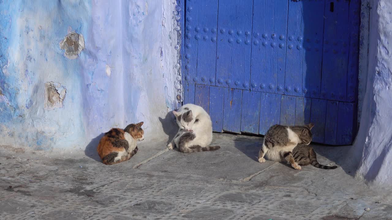 在舍夫沙旺的麦地那，蓝色街道上的猫视频素材