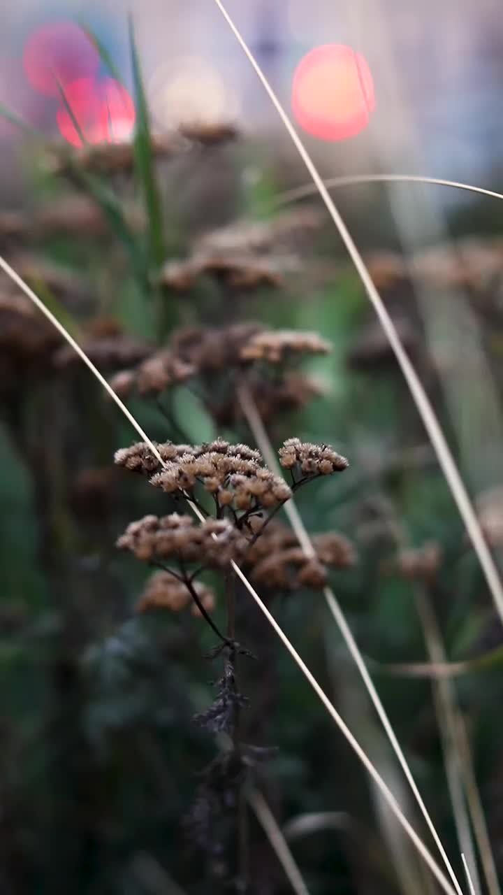 秋天公园里的枯黄季节性植物。波西米亚风格的干芦苇。穆迪的气氛。视频素材