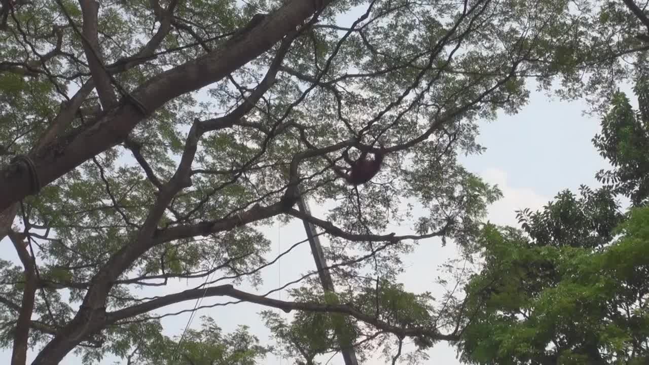 新加坡，一只猴子和黑猩猩在大自然中心的特写。视频素材