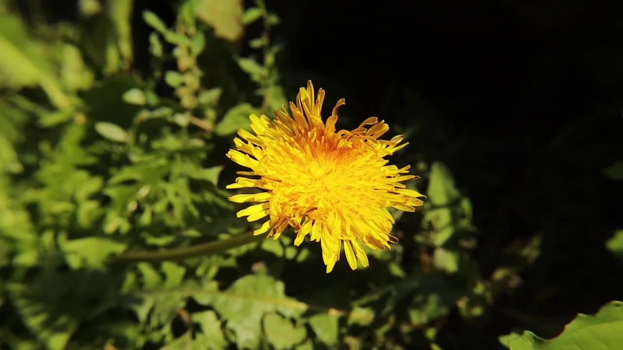 蚜蝇从蒲公英的花朵上吮吸花蜜。
普通雄蜂
没有蜜蜂。
食蚜蝇，授粉花，授粉。
令人惊讶的是飞行昆虫。
花飞,花虻。
昆虫,昆虫视频素材