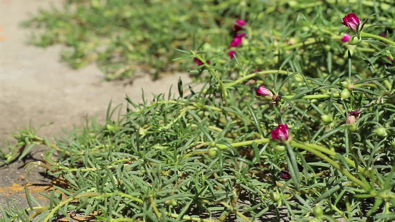 大马齿苋年轻的洋红色的花和绿色的芽视频下载