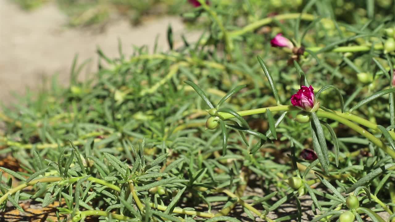 大马齿苋年轻的洋红色的花和绿色的芽视频素材