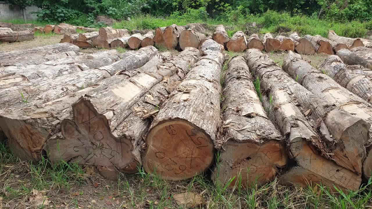 砍伐森林的原木在政府的田野上砍倒了堆视频素材