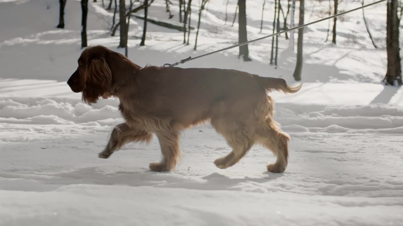 冬天狗在雪地里玩耍。周末在户外玩耍的西班牙猎犬。视频素材