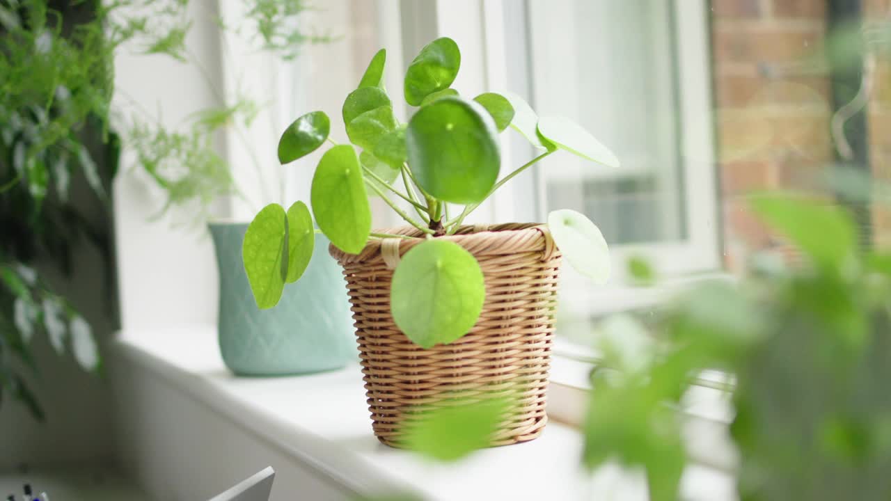 居家男子给家中植物浇水的特写镜头视频下载