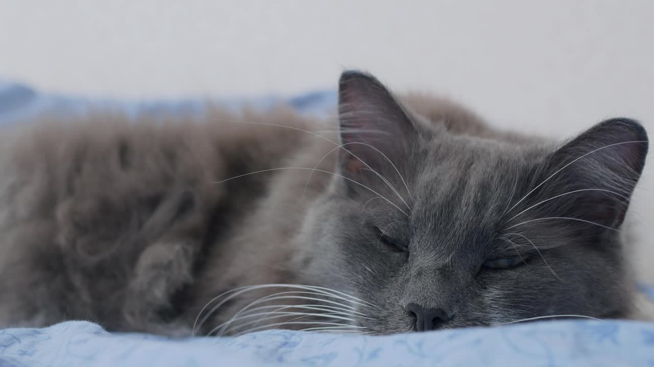 一只毛茸茸的灰猫睡在床上，女主人抚摸着它柔软的皮毛，猫很生气，但后来要求再次抚摸它。对宠物的爱。猫在家里的生活视频素材