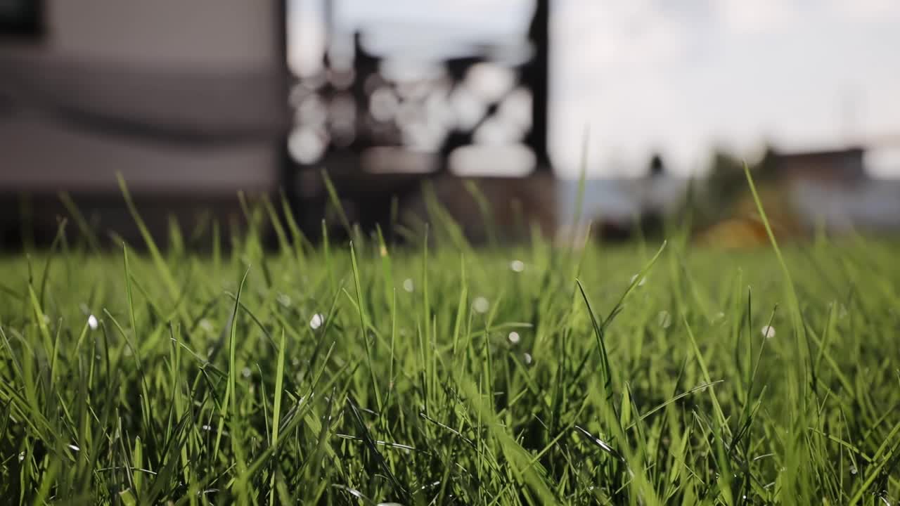 在美丽的草地上淘着新鲜的春天绿草。夏天的概念。低角度小车稳定拍摄视频素材