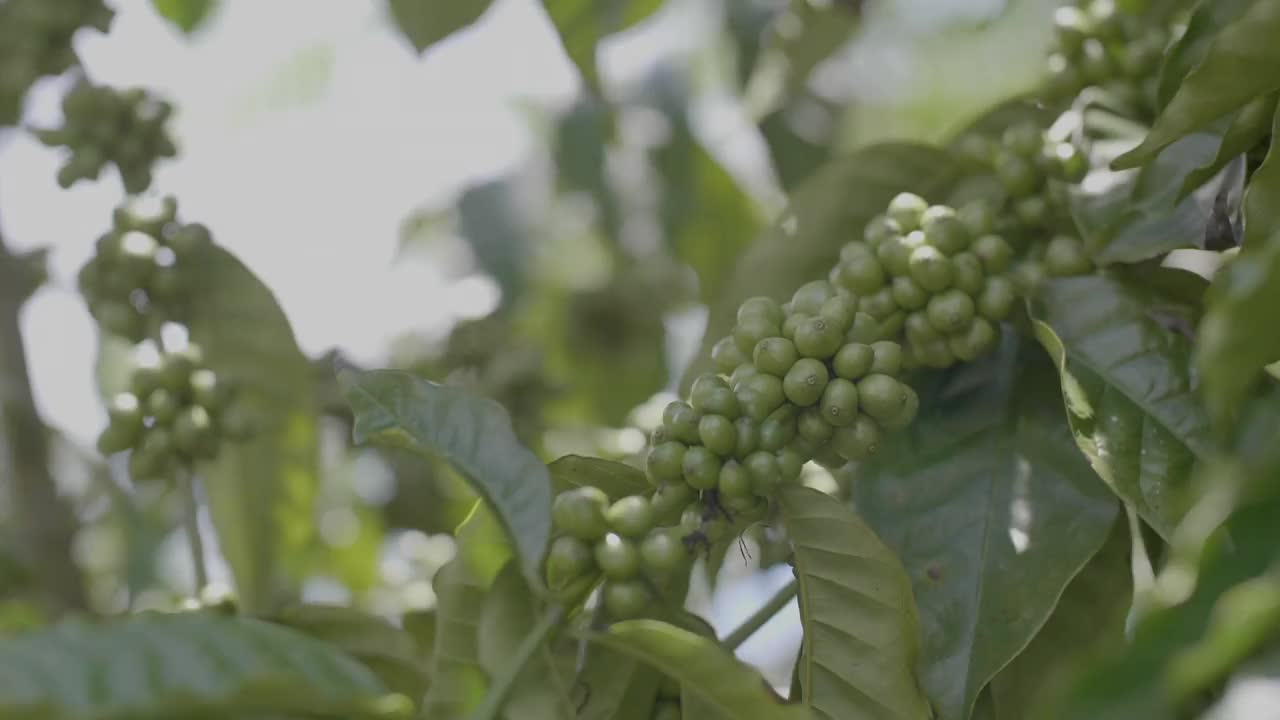 树枝上挂着绿咖啡豆的咖啡树，树上挂着新鲜的阿拉比卡咖啡豆视频素材