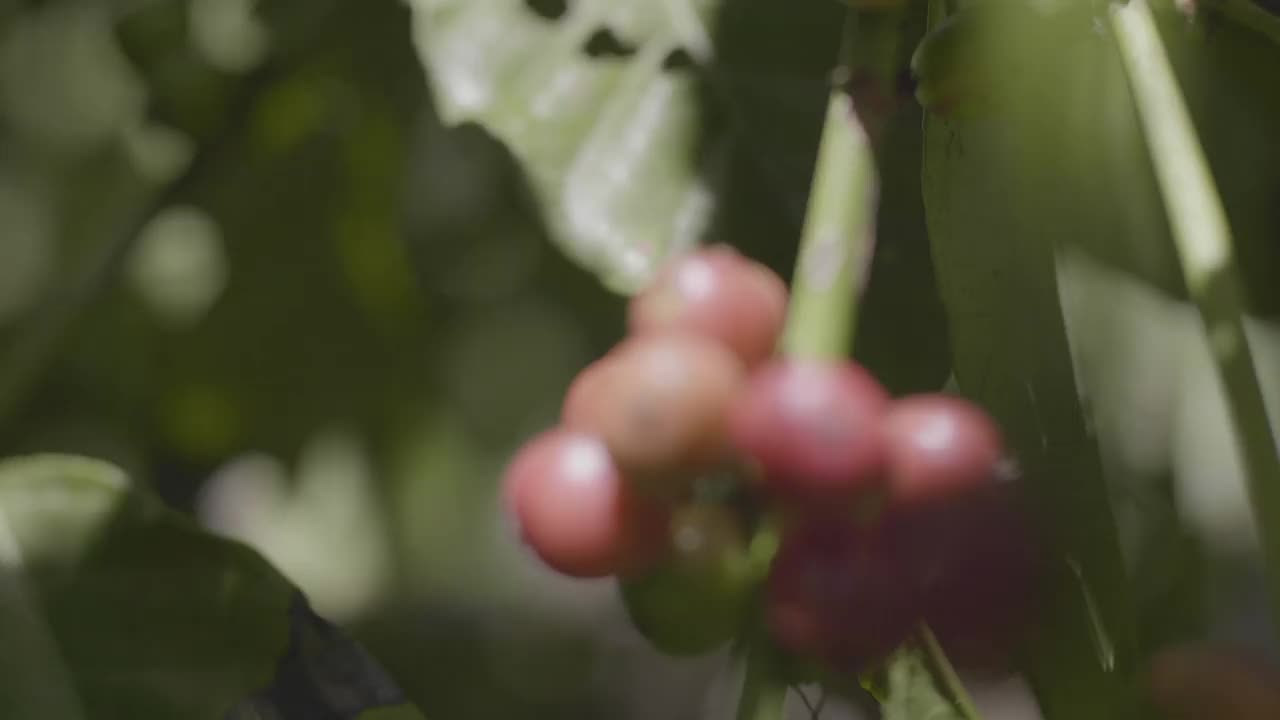 树枝上挂着绿咖啡豆的咖啡树，树上挂着新鲜的阿拉比卡咖啡豆视频素材