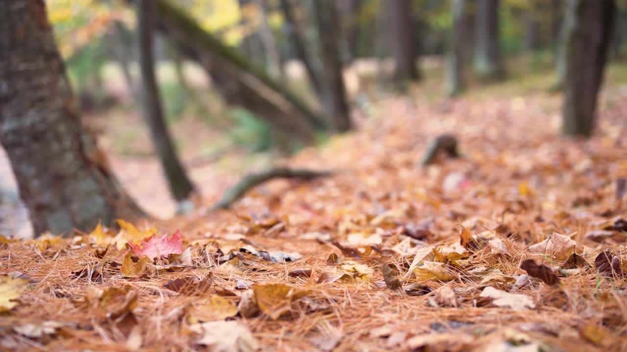 在秋天的森林里雕刻南瓜视频下载